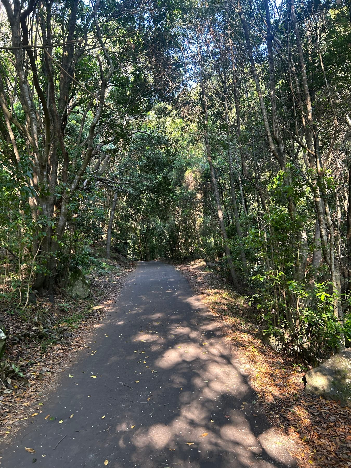 Carretera estrecha atravesando un bosque canario