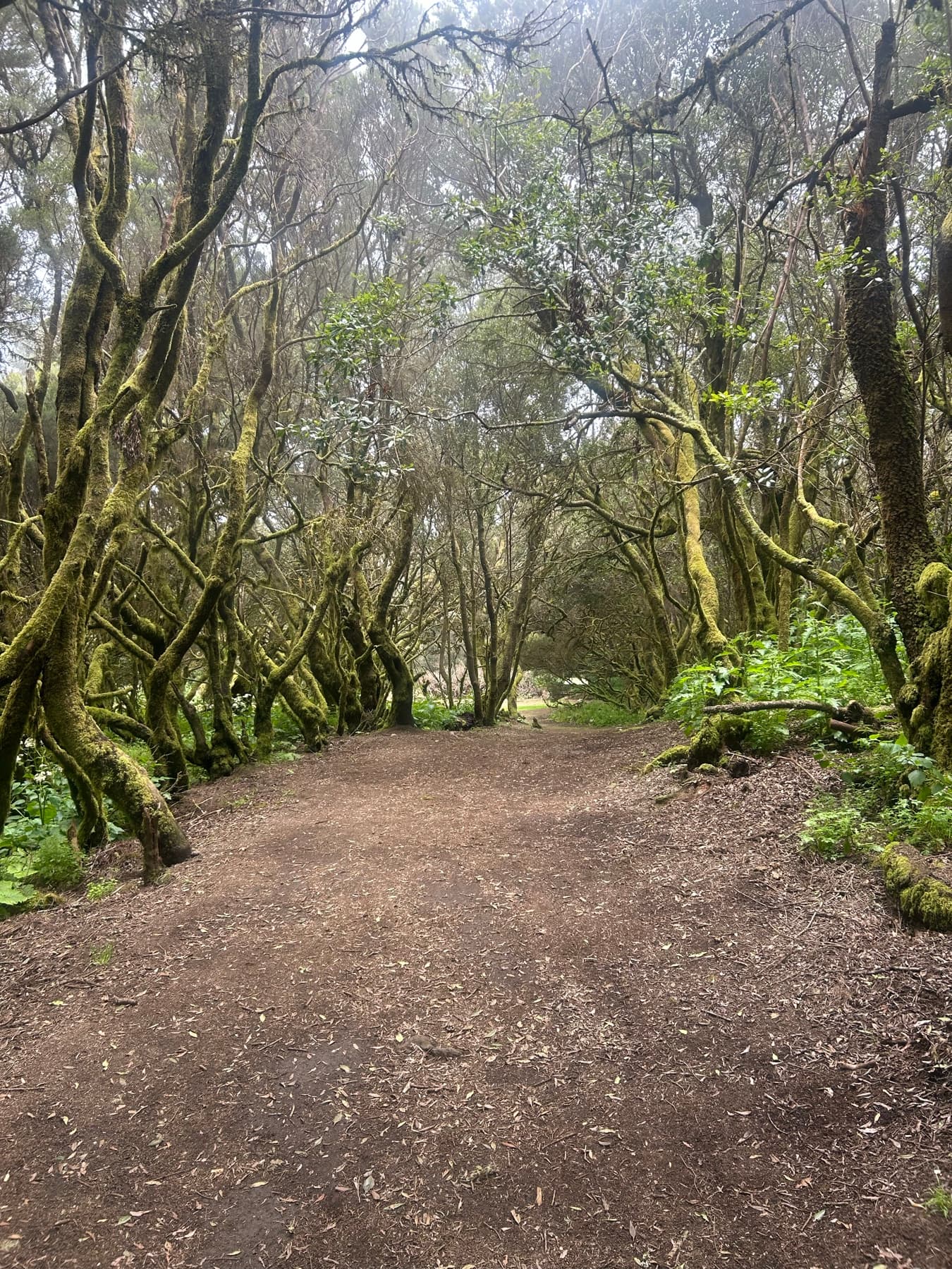 Camino ancho atravesando un bosque de laurisilva