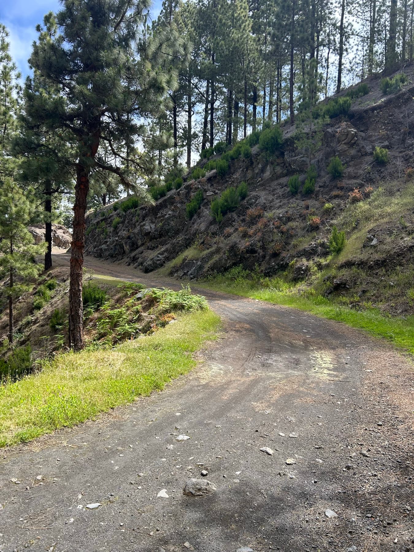 Carretera estrecha entrando en un bosque canario