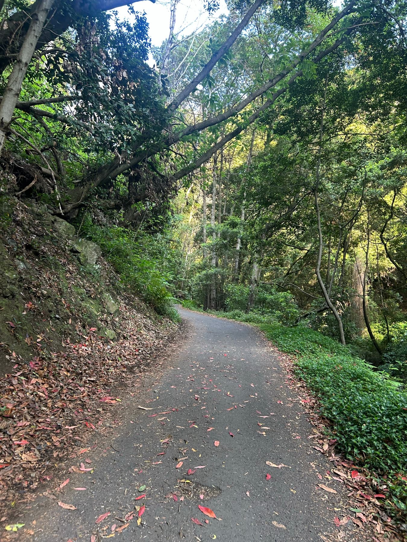 Carretera entre árboles de laurisilva con luz filtrada