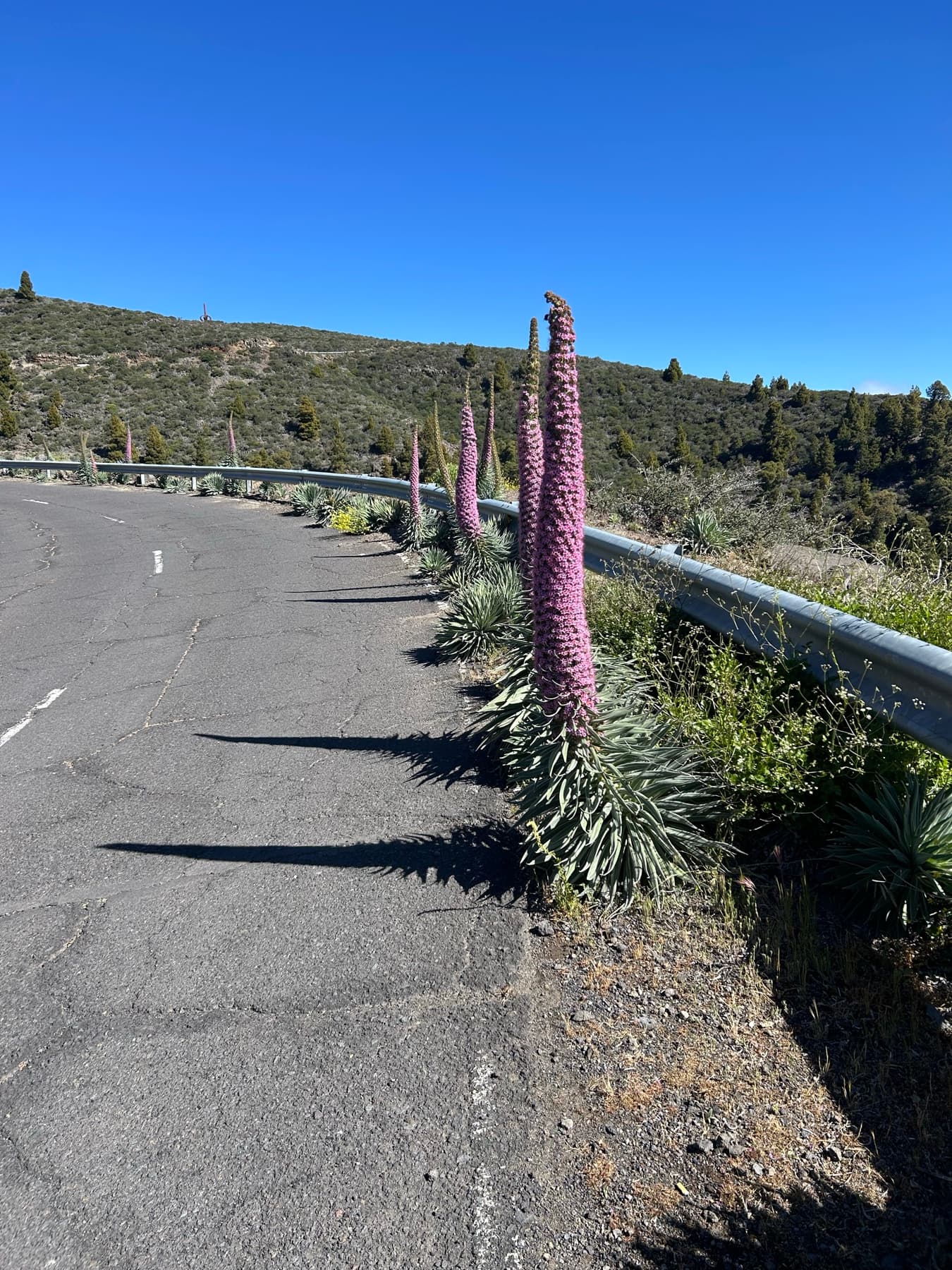 Carretera de montaña con tajinastes en Canarias