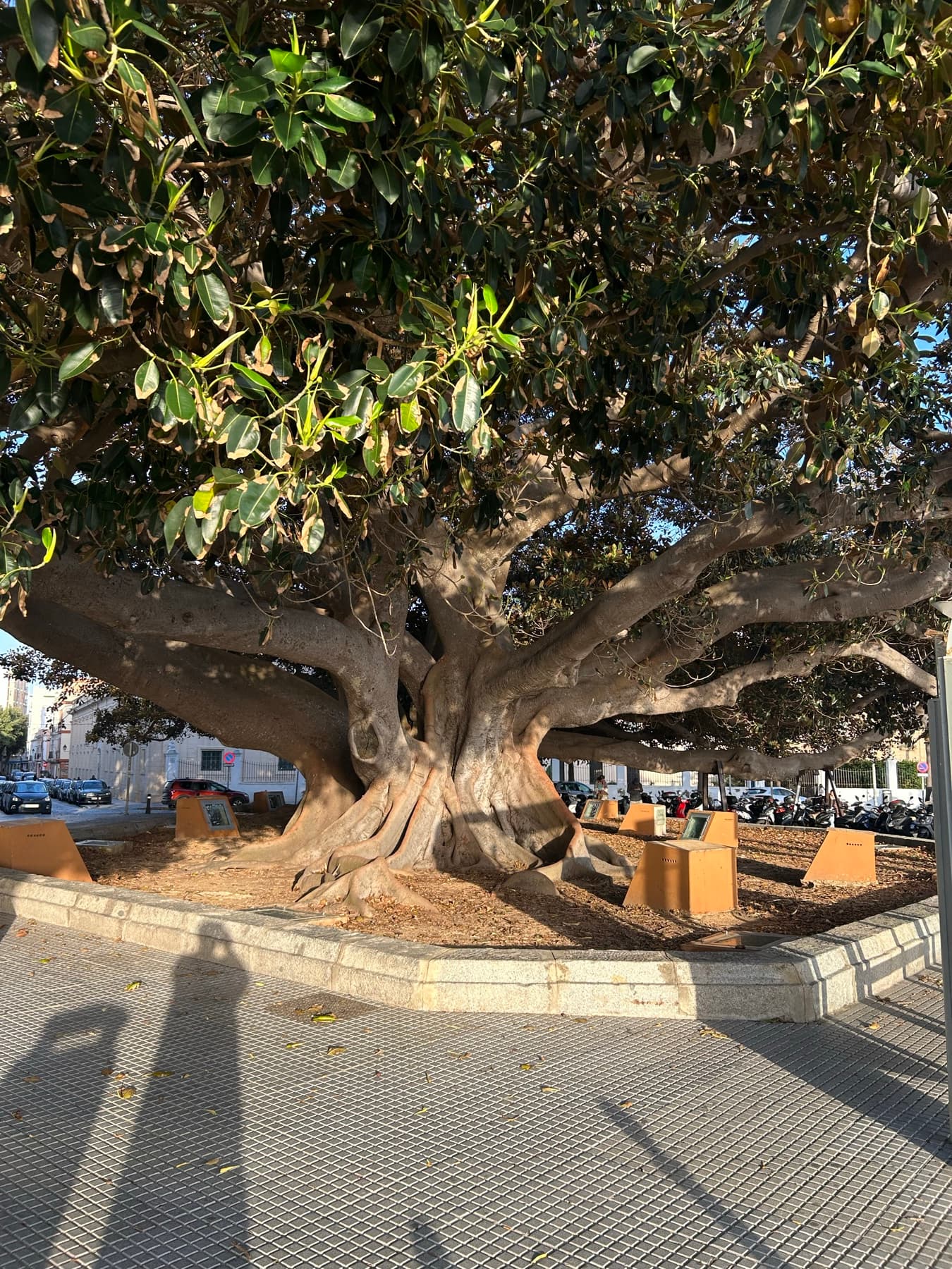 Gran ficus en una plaza de Cádiz