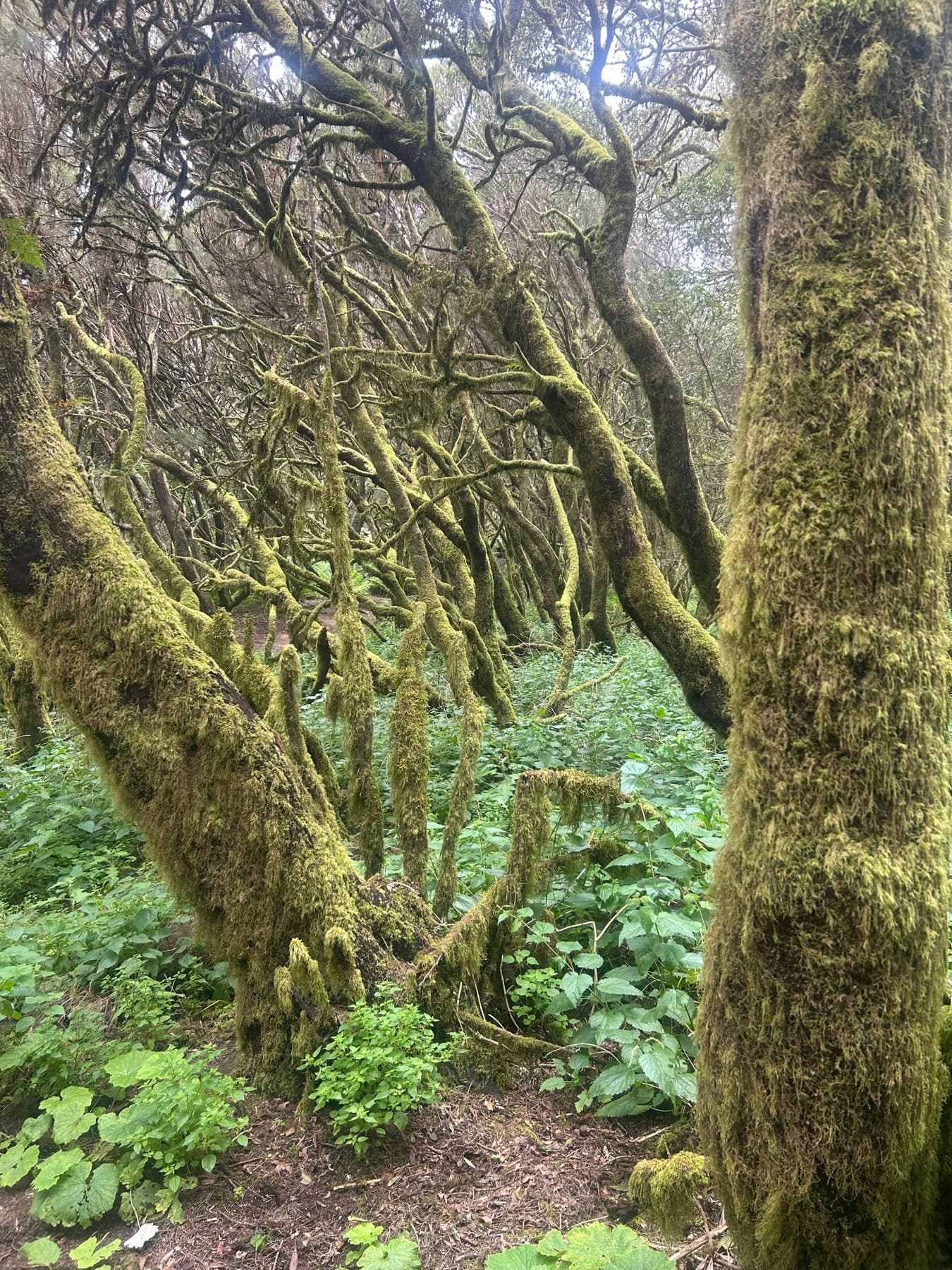 Árboles cubiertos de musgo en la laurisilva
