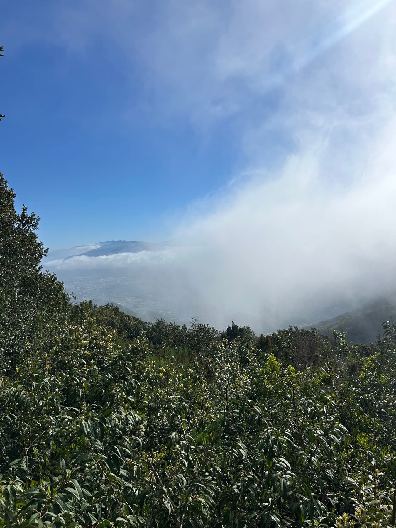 Nubes entrando sobre un bosque canario