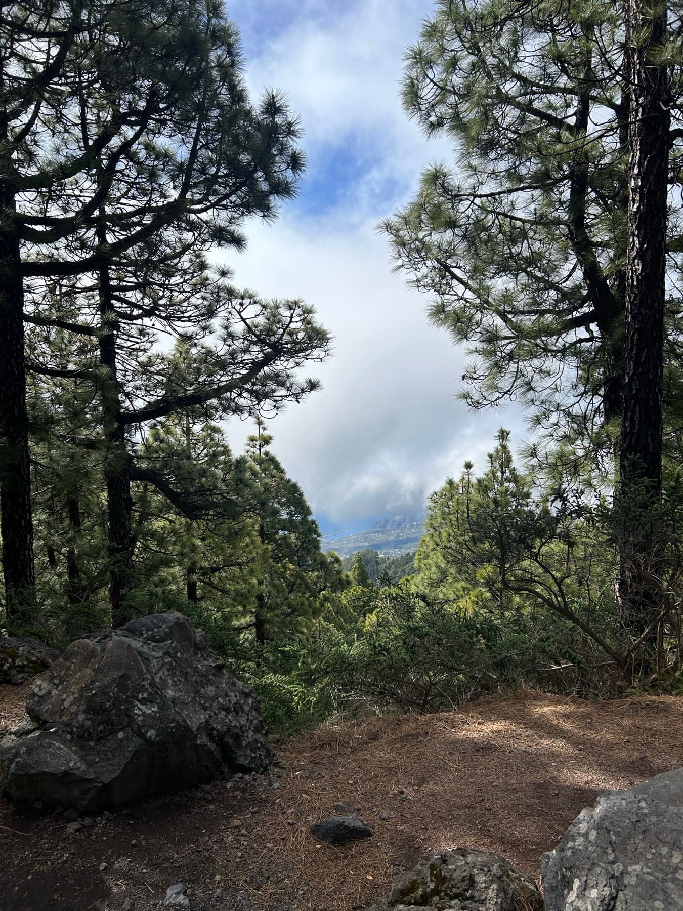 Pinar canario con nubes al fondo