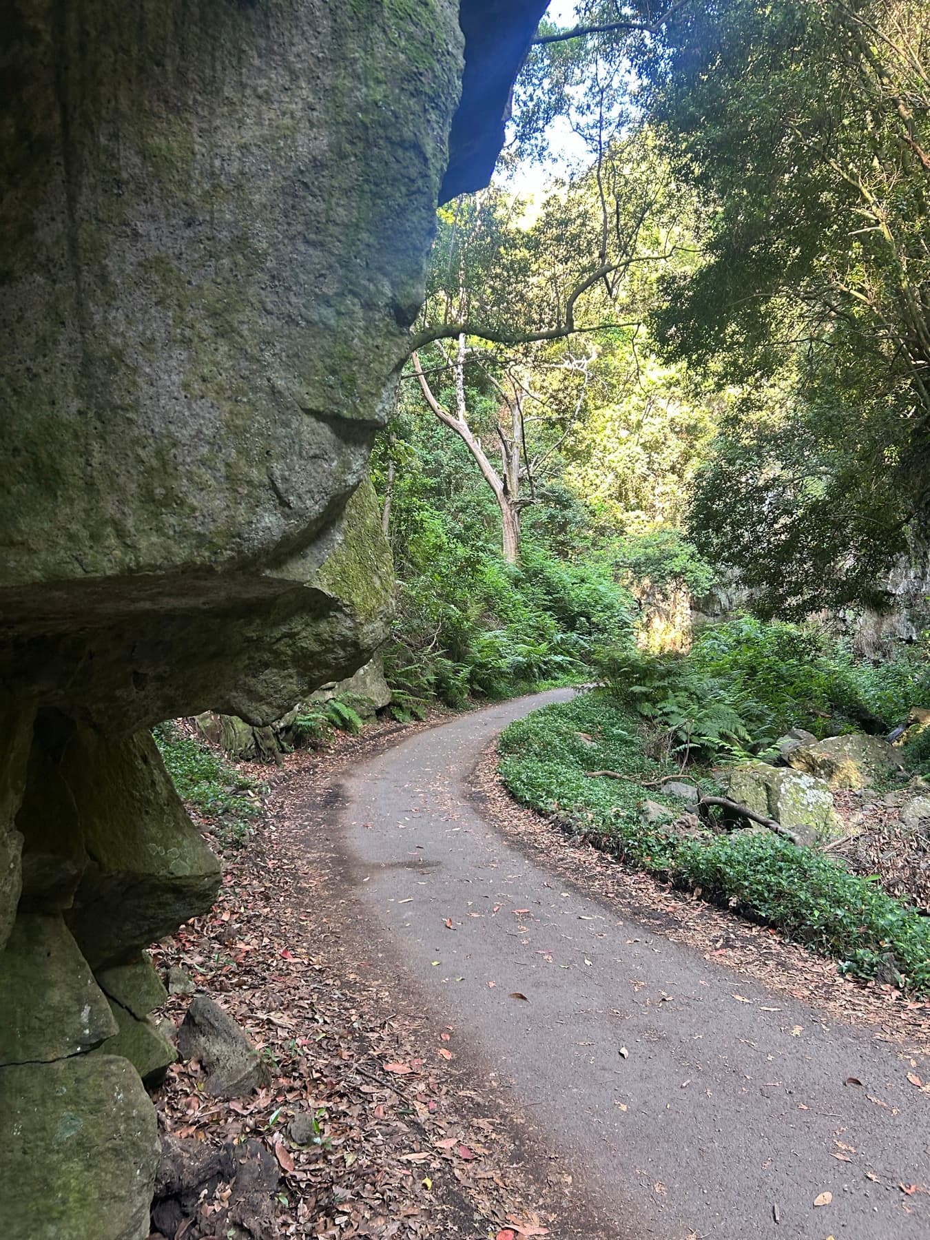 Carretera de laurisilva bajo una roca