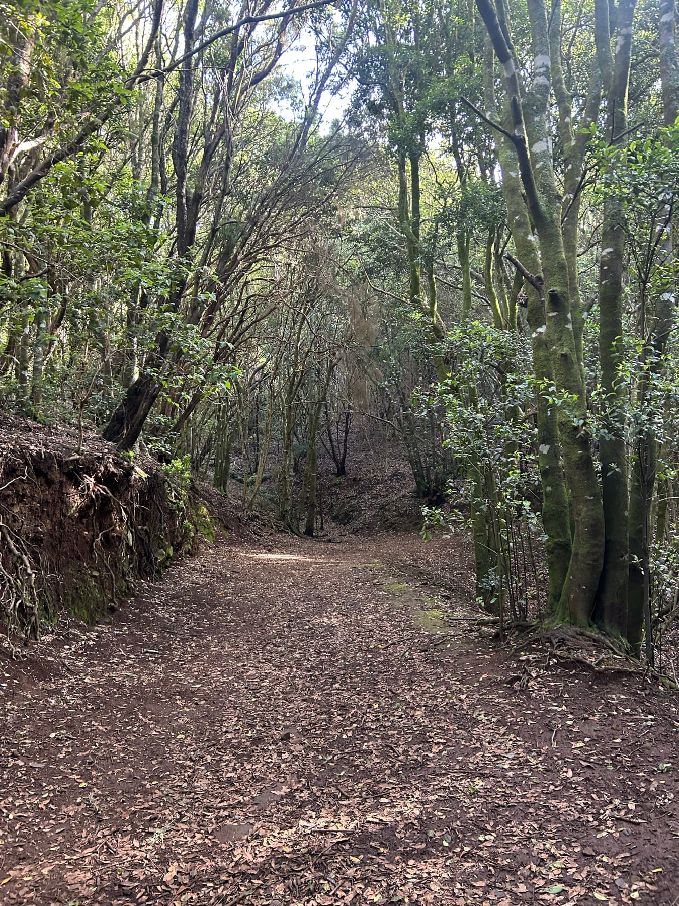 Sendero entre árboles en Canarias