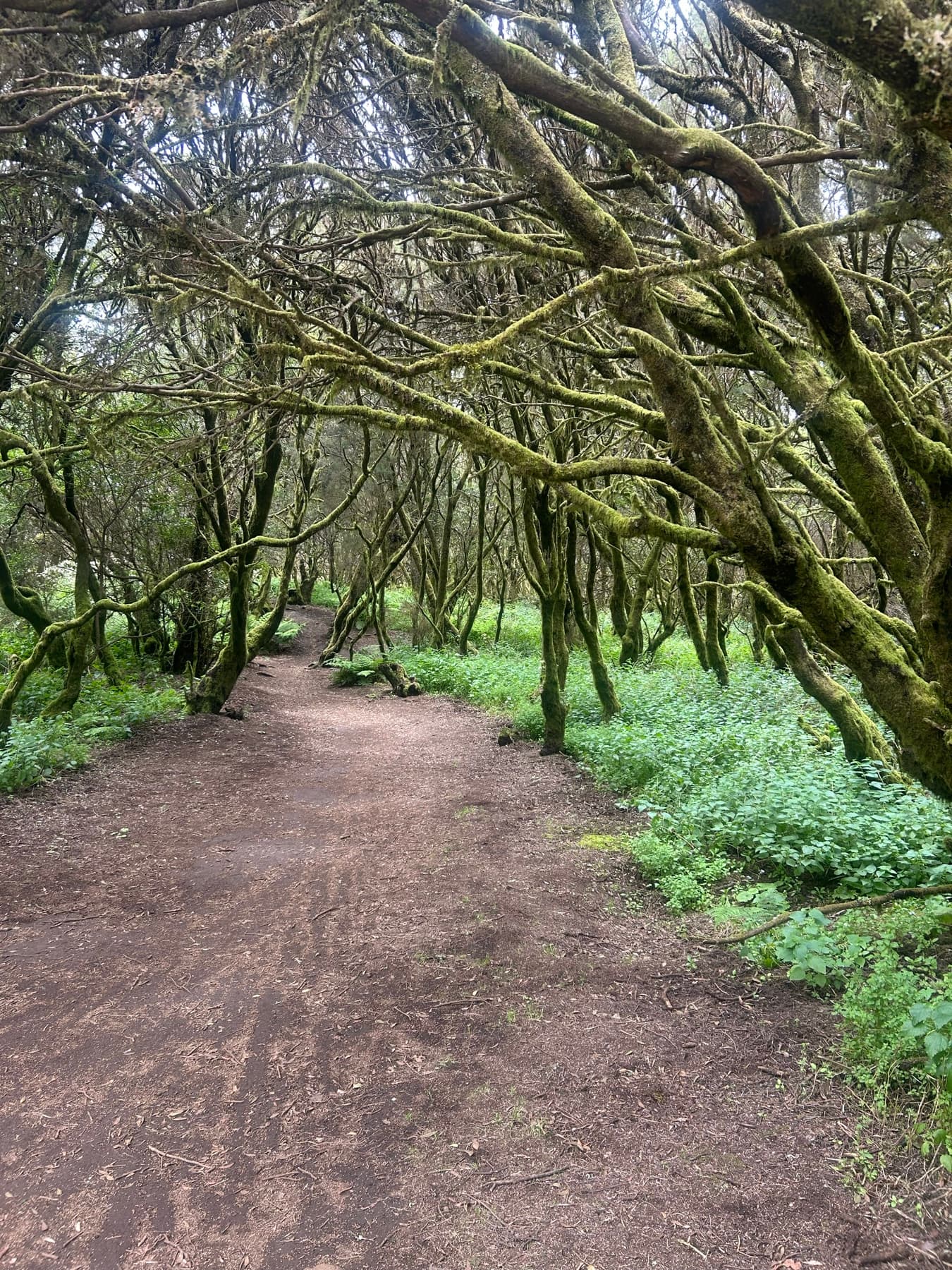 Camino bajo árboles cubiertos de musgo